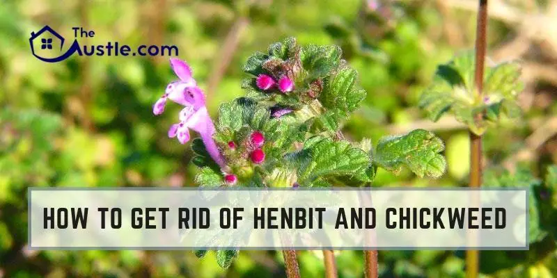 How To Get Rid Of Henbit And Chickweed