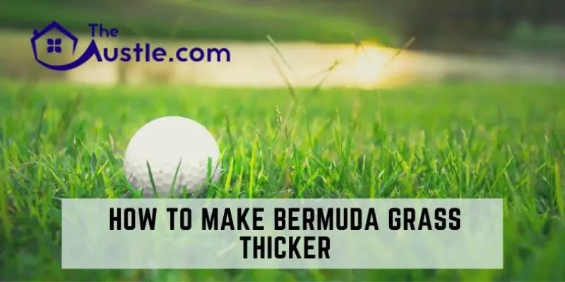 How To Make Bermuda Grass Thicker