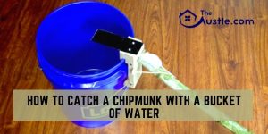 How To Catch A Chipmunk With A Bucket Of Water