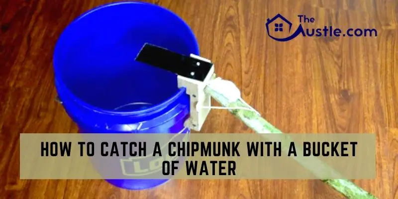 How To Catch A Chipmunk With A Bucket Of Water