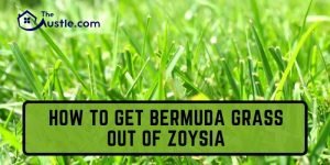 How To Get Bermuda Grass Out Of Zoysia