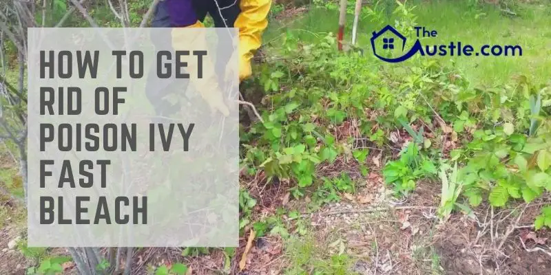 How to Get Rid of Poison Ivy Fast Bleach
