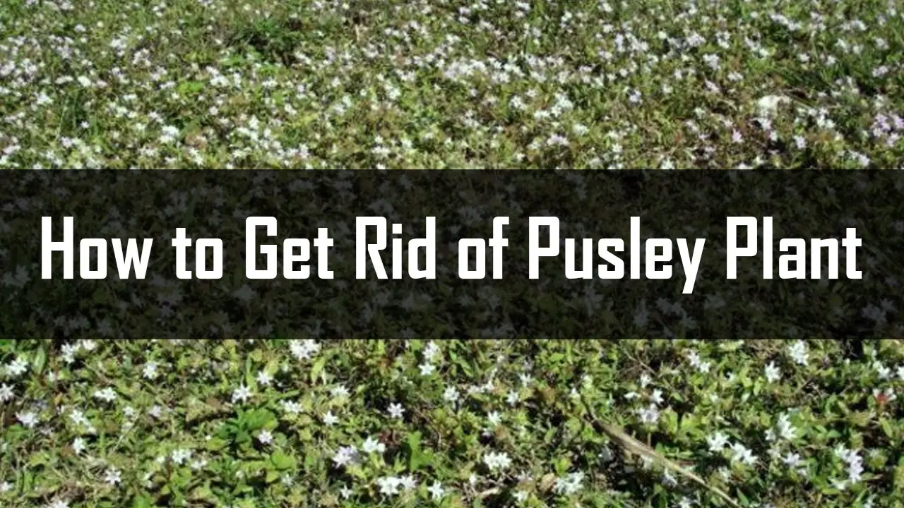 how to get rid of pusley plant
