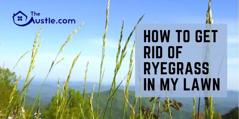 How To Get Rid Of Ryegrass In My Lawn