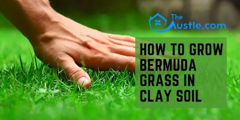 How To Grow Bermuda Grass In Clay Soil- Pro Tips