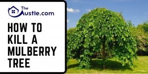 How To Kill A Mulberry Tree