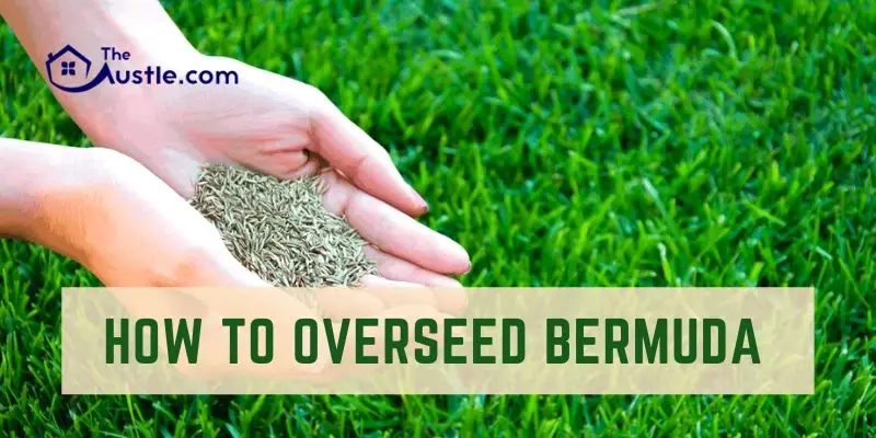 How To Overseed Bermuda