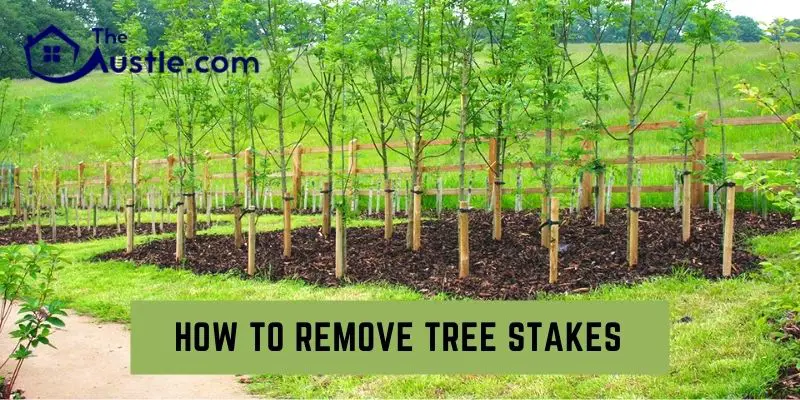 How To Remove Tree Stakes