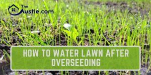 How To Water Lawn After Overseeding