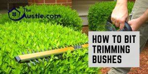 How To Bit Trimming Bushes