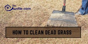 How To Clean Dead Grass