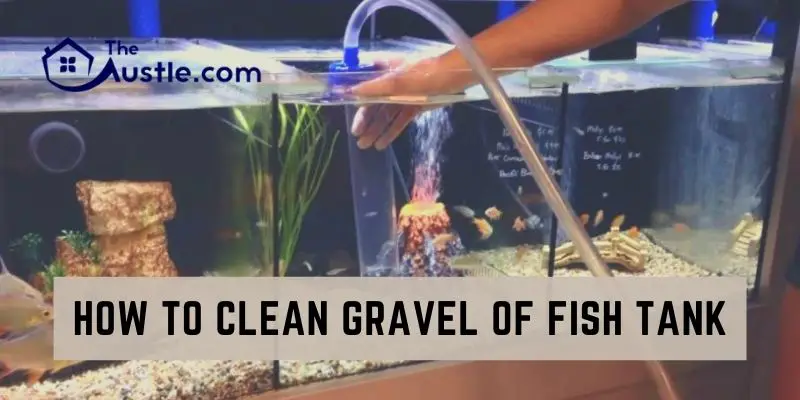 How to Clean Gravel of Fish Tank