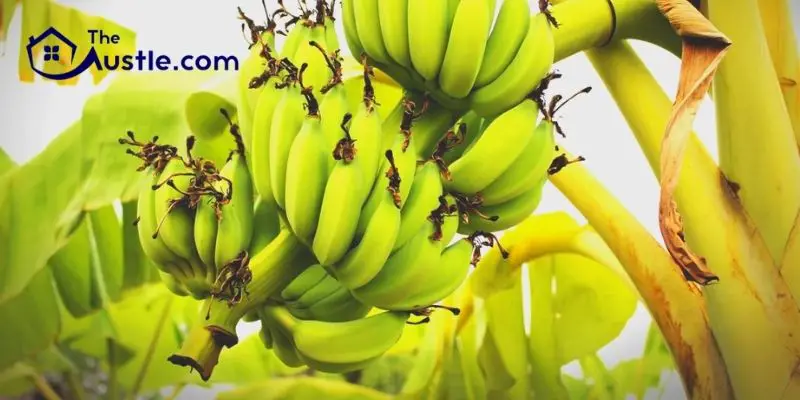 How to Destroy Banana Tree by Hiring Landscaping Companies