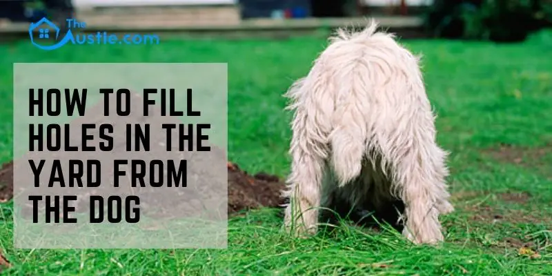 How To Fill Holes In The Yard From The Dog