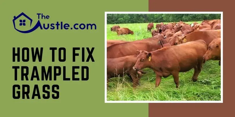 How To Fix Trampled Grass