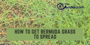 How to Get Bermuda Grass to Spread