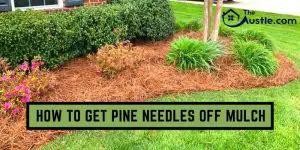How To Get Pine Needles Off Mulch