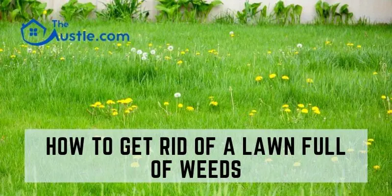 How to Get Rid of a Lawn Full of  Weeds