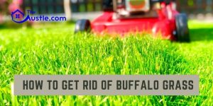 How to Get Rid of Buffalo Grass