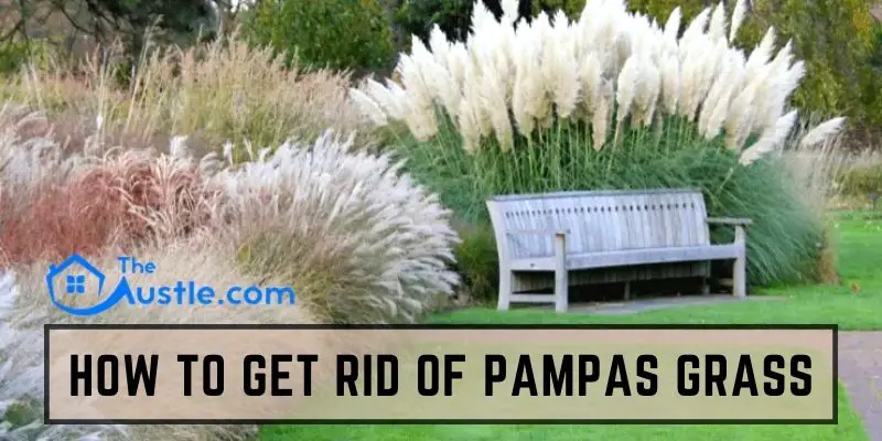 How To Get Rid Of Pampas Grass
