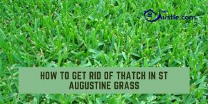 How to Get Rid of Thatch in St Augustine Grass