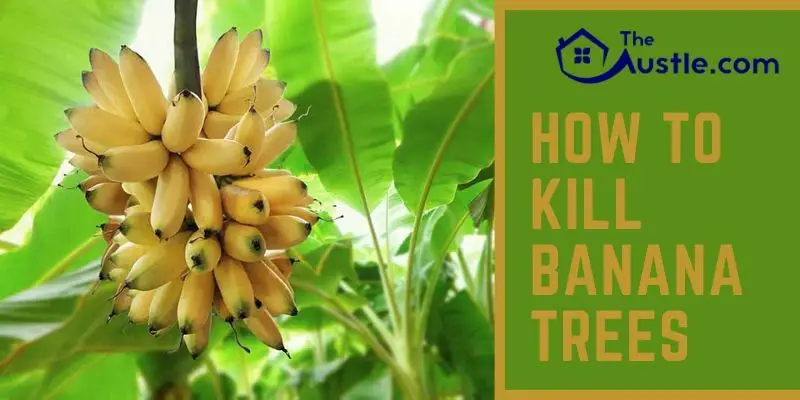 How to Kill Banana Trees 
