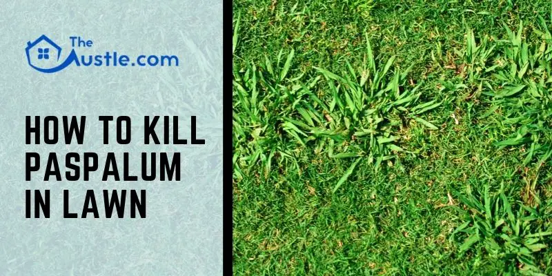 How To Kill Paspalum In Lawn
