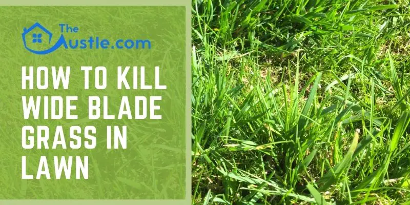 How To Kill Wide Blade Grass