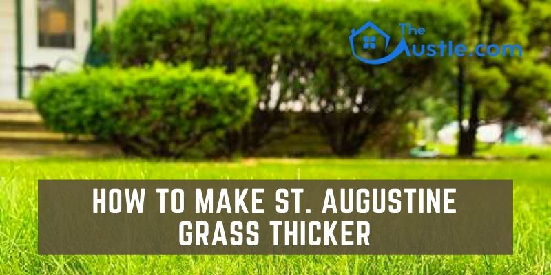 How to Make St. Augustine Grass Thicker