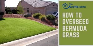 How To Overseed Bermuda Grass