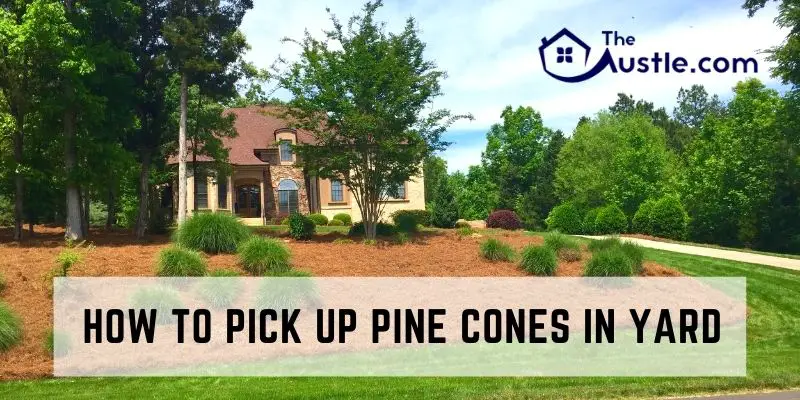 How To Pick Up Pine Cones In Yard