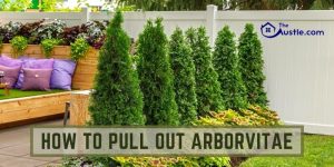 how-to-pull-out-arborvitae