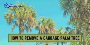 How To Remove A Cabbage Palm Tree