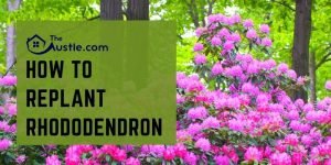 How To Replant Rhododendron