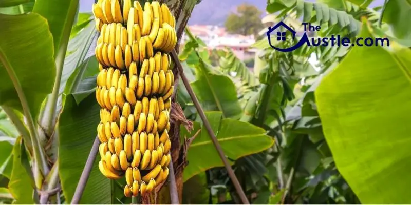 How to Kill Banana Trees? 3 Ways But No Damage to Others