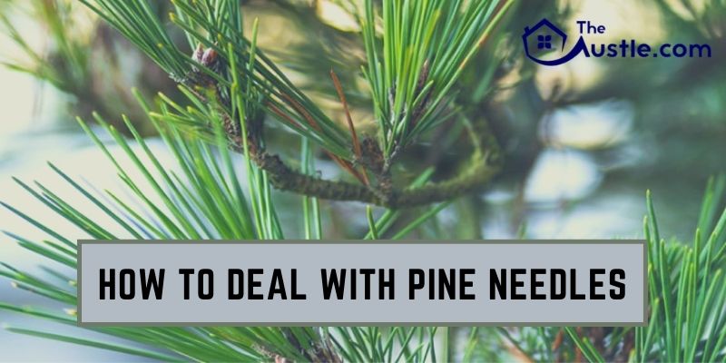 How to Deal With Pine Needles