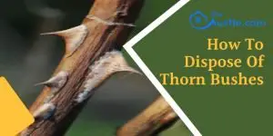 how to dispose of thorn bushes