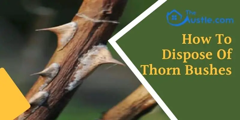 how to dispose of thorn bushes