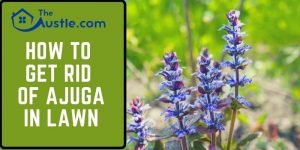 How To Get Rid Of Ajuga in Lawn