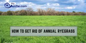 How To Get Rid Of Annual Ryegrass