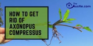 How to Get Rid of Axonopus Compressus