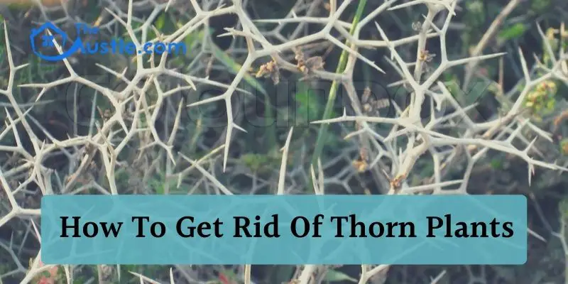 How To Get Rid Of Thorn Plants