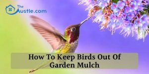 How To Keep Birds Out Of Garden Mulch