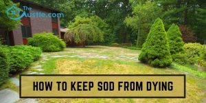 How To Keep Sod From Dying