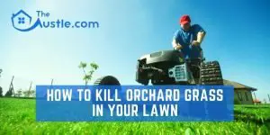 How to Kill Orchard Grass in Your Lawn