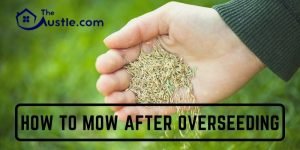 How To Mow After Overseeding