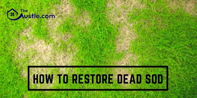 How To Restore Dead Sod