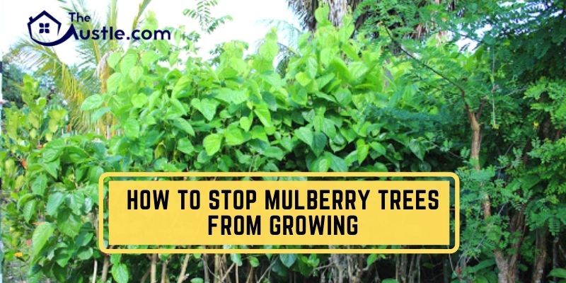 How To Stop Mulberry Trees From Growing