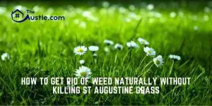 How to Get Rid of Weed Naturally Without Killing ST Augustine Grass