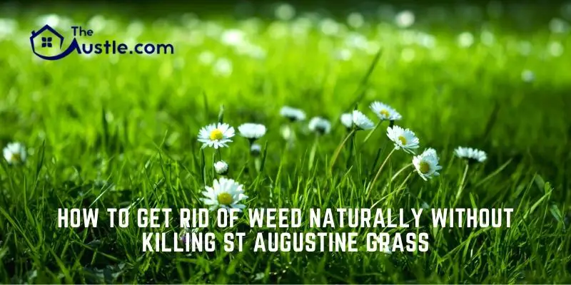 Here’s How to Get Rid of Weed Naturally Without Killing ST Augustine Grass - How To Get Rid Of Weeds Without Killing Grass Naturally